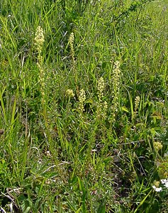 Reseda lutea (Resedaceae)  - Réséda jaune, Réséda bâtard - Wild Mignonette Aisne [France] 29/05/2004 - 120m