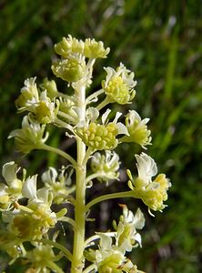 Reseda lutea (Resedaceae)  - Réséda jaune, Réséda bâtard - Wild Mignonette Aisne [France] 29/05/2004 - 120m