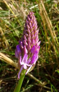 Anacamptis pyramidalis (Orchidaceae)  - Orchis pyramidal - Pyramidal Orchid Nord [France] 12/06/2004