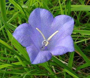 Campanula persicifolia (Campanulaceae)  - Campanule à feuilles de pêcher, Bâton-de-Jacob - Peach-leaved Bellflower Aisne [France] 27/06/2004 - 140m