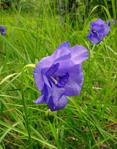 Campanula persicifolia (Campanulaceae)  - Campanule à feuilles de pêcher, Bâton-de-Jacob - Peach-leaved Bellflower Aisne [France] 27/06/2004 - 140manomalie ? fleur double