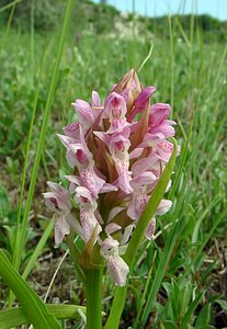 Dactylorhiza incarnata (Orchidaceae)  - Dactylorhize incarnat, Orchis incarnat, Orchis couleur de chair - Early Marsh-orchid Nord [France] 12/06/2004