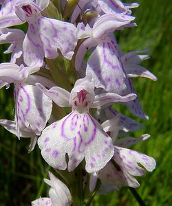 Dactylorhiza maculata (Orchidaceae)  - Dactylorhize maculé, Orchis tacheté, Orchis maculé - Heath Spotted-orchid Louvain [Belgique] 19/06/2004 - 10m