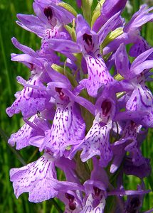 Dactylorhiza maculata (Orchidaceae)  - Dactylorhize maculé, Orchis tacheté, Orchis maculé - Heath Spotted-orchid Louvain [Belgique] 19/06/2004 - 10m