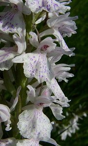 Dactylorhiza maculata (Orchidaceae)  - Dactylorhize maculé, Orchis tacheté, Orchis maculé - Heath Spotted-orchid Louvain [Belgique] 19/06/2004 - 10m