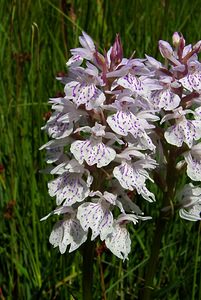 Dactylorhiza maculata (Orchidaceae)  - Dactylorhize maculé, Orchis tacheté, Orchis maculé - Heath Spotted-orchid Louvain [Belgique] 19/06/2004 - 10m