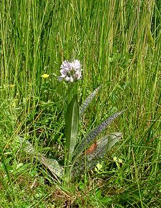 Dactylorhiza maculata (Orchidaceae)  - Dactylorhize maculé, Orchis tacheté, Orchis maculé - Heath Spotted-orchid Louvain [Belgique] 19/06/2004 - 10m