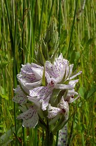 Dactylorhiza maculata (Orchidaceae)  - Dactylorhize maculé, Orchis tacheté, Orchis maculé - Heath Spotted-orchid Louvain [Belgique] 19/06/2004 - 10m