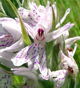 Dactylorhiza maculata (Orchidaceae)  - Dactylorhize maculé, Orchis tacheté, Orchis maculé - Heath Spotted-orchid Louvain [Belgique] 19/06/2004 - 10m