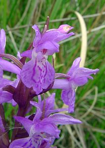 Dactylorhiza traunsteineri (Orchidaceae)  - Dactylorhize de Traunsteiner, Orchis de Traunsteiner - Narrow-leaved Marsh-orchid Aisne [France] 27/06/2004 - 80m
