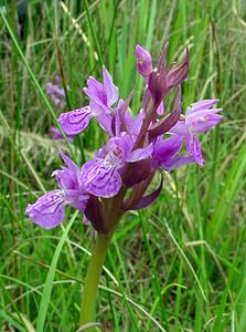 Dactylorhiza traunsteineri (Orchidaceae)  - Dactylorhize de Traunsteiner, Orchis de Traunsteiner - Narrow-leaved Marsh-orchid Aisne [France] 27/06/2004 - 80m