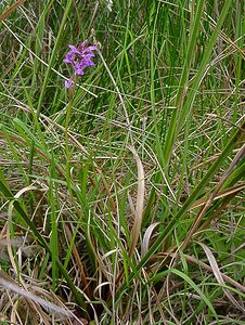 Dactylorhiza traunsteineri (Orchidaceae)  - Dactylorhize de Traunsteiner, Orchis de Traunsteiner - Narrow-leaved Marsh-orchid Aisne [France] 27/06/2004 - 80m