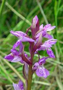 Dactylorhiza traunsteineri (Orchidaceae)  - Dactylorhize de Traunsteiner, Orchis de Traunsteiner - Narrow-leaved Marsh-orchid Aisne [France] 27/06/2004 - 80m