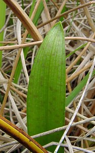 Dactylorhiza traunsteineri (Orchidaceae)  - Dactylorhize de Traunsteiner, Orchis de Traunsteiner - Narrow-leaved Marsh-orchid Aisne [France] 27/06/2004 - 80m