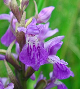 Dactylorhiza traunsteineri (Orchidaceae)  - Dactylorhize de Traunsteiner, Orchis de Traunsteiner - Narrow-leaved Marsh-orchid Aisne [France] 27/06/2004 - 80m