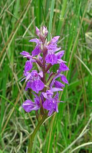 Dactylorhiza traunsteineri (Orchidaceae)  - Dactylorhize de Traunsteiner, Orchis de Traunsteiner - Narrow-leaved Marsh-orchid Aisne [France] 27/06/2004 - 80m