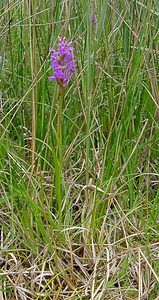 Dactylorhiza traunsteineri (Orchidaceae)  - Dactylorhize de Traunsteiner, Orchis de Traunsteiner - Narrow-leaved Marsh-orchid Aisne [France] 27/06/2004 - 80m