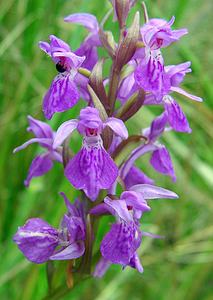 Dactylorhiza traunsteineri (Orchidaceae)  - Dactylorhize de Traunsteiner, Orchis de Traunsteiner - Narrow-leaved Marsh-orchid Aisne [France] 27/06/2004 - 80m