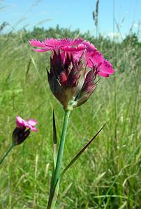 Dianthus carthusianorum (Caryophyllaceae)  - oeillet des Chartreux - Carthusian Pink Nord [France] 12/06/2004