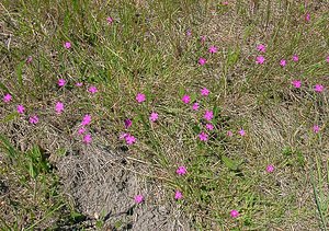 Dianthus deltoides (Caryophyllaceae)  - oeillet deltoïde, oeillet couché, oeillet à delta - Maiden Pink Nord [France] 12/06/2004