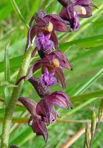 Epipactis atrorubens (Orchidaceae)  - Épipactide rouge sombre, Épipactis rouge sombre, Épipactis brun rouge, Épipactis pourpre noirâtre, Helléborine rouge - Dark-red Helleborine Aisne [France] 27/06/2004 - 180m