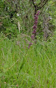 Epipactis atrorubens (Orchidaceae)  - Épipactide rouge sombre, Épipactis rouge sombre, Épipactis brun rouge, Épipactis pourpre noirâtre, Helléborine rouge - Dark-red Helleborine Aisne [France] 27/06/2004 - 180m