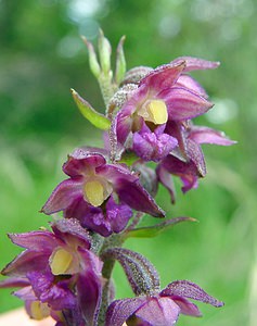 Epipactis atrorubens (Orchidaceae)  - Épipactide rouge sombre, Épipactis rouge sombre, Épipactis brun rouge, Épipactis pourpre noirâtre, Helléborine rouge - Dark-red Helleborine Aisne [France] 27/06/2004 - 180m