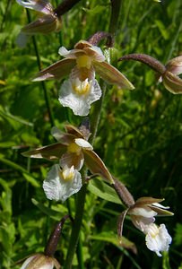 Epipactis palustris (Orchidaceae)  - Épipactis des marais - Marsh Helleborine Hal-Vilvorde [Belgique] 19/06/2004 - 20m