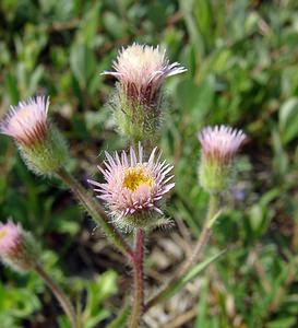 Erigeron acris (Asteraceae)  - Érigéron âcre, Vergerette âcre - Blue Fleabane Nord [France] 12/06/2004 - 10m