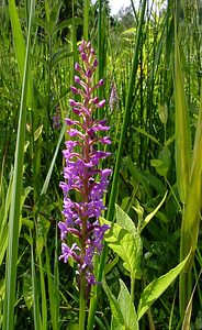 Gymnadenia conopsea (Orchidaceae)  - Gymnadénie moucheron, Orchis moucheron, Orchis moustique - Fragrant Orchid Hal-Vilvorde [Belgique] 19/06/2004 - 20m