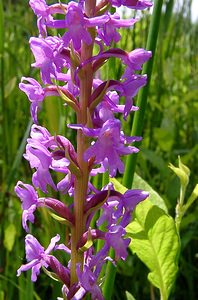 Gymnadenia conopsea (Orchidaceae)  - Gymnadénie moucheron, Orchis moucheron, Orchis moustique - Fragrant Orchid Hal-Vilvorde [Belgique] 19/06/2004 - 20m