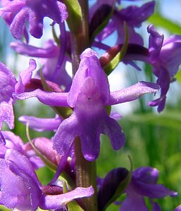 Gymnadenia conopsea (Orchidaceae)  - Gymnadénie moucheron, Orchis moucheron, Orchis moustique - Fragrant Orchid Hal-Vilvorde [Belgique] 19/06/2004 - 20m