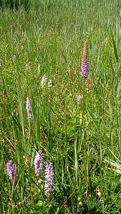 Gymnadenia densiflora (Orchidaceae)  - Gymnadénie à fleurs denses, Gymnadénie à épi dense, Orchis à fleurs denses Hal-Vilvorde [Belgique] 19/06/2004 - 20m