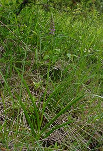 Gymnadenia x intermedia (Orchidaceae)  - Gymnadénie intermédiaireGymnadenia conopsea x Gymnadenia odoratissima. Aisne [France] 27/06/2004 - 180m