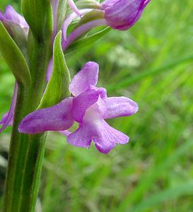 Gymnadenia x intermedia (Orchidaceae)  - Gymnadénie intermédiaireGymnadenia conopsea x Gymnadenia odoratissima. Aisne [France] 27/06/2004 - 180m