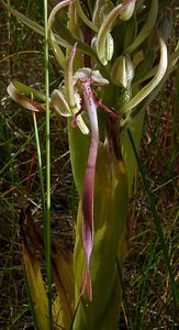 Himantoglossum hircinum (Orchidaceae)  - Himantoglosse bouc, Orchis bouc, Himantoglosse à odeur de bouc - Lizard Orchid Nord [France] 12/06/2004