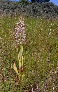 Himantoglossum hircinum (Orchidaceae)  - Himantoglosse bouc, Orchis bouc, Himantoglosse à odeur de bouc - Lizard Orchid Nord [France] 12/06/2004