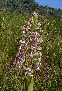 Himantoglossum hircinum (Orchidaceae)  - Himantoglosse bouc, Orchis bouc, Himantoglosse à odeur de bouc - Lizard Orchid Nord [France] 12/06/2004