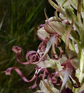 Himantoglossum hircinum (Orchidaceae)  - Himantoglosse bouc, Orchis bouc, Himantoglosse à odeur de bouc - Lizard Orchid Nord [France] 12/06/2004