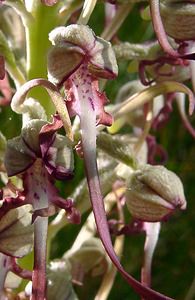 Himantoglossum hircinum (Orchidaceae)  - Himantoglosse bouc, Orchis bouc, Himantoglosse à odeur de bouc - Lizard Orchid Nord [France] 12/06/2004