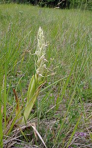 Himantoglossum hircinum (Orchidaceae)  - Himantoglosse bouc, Orchis bouc, Himantoglosse à odeur de bouc - Lizard Orchid Aisne [France] 13/06/2004 - 110m