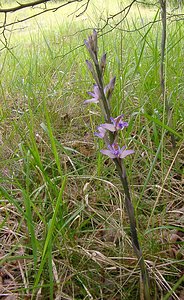 Limodorum abortivum (Orchidaceae)  - Limodore avorté, Limodore sans feuille, Limodore à feuilles avortées Aisne [France] 13/06/2004 - 140m