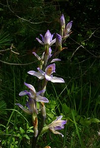 Limodorum abortivum (Orchidaceae)  - Limodore avorté, Limodore sans feuille, Limodore à feuilles avortées Aisne [France] 13/06/2004 - 110m