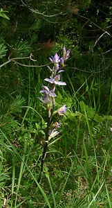 Limodorum abortivum (Orchidaceae)  - Limodore avorté, Limodore sans feuille, Limodore à feuilles avortées Aisne [France] 13/06/2004 - 110m