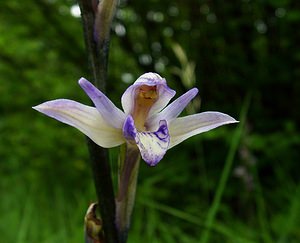 Limodorum abortivum (Orchidaceae)  - Limodore avorté, Limodore sans feuille, Limodore à feuilles avortées Aisne [France] 13/06/2004 - 110m