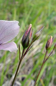 Linum tenuifolium (Linaceae)  - Lin à feuilles ténues, Lin à feuilles menues, Lin à petites feuilles Aisne [France] 13/06/2004 - 110m