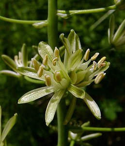Loncomelos pyrenaicus (Asparagaceae)  - Ornithogale des Pyrénées, Aspergette - Spiked Star-of-Bethlehem Aisne [France] 13/06/2004 - 60m