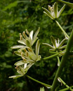 Loncomelos pyrenaicus (Asparagaceae)  - Ornithogale des Pyrénées, Aspergette - Spiked Star-of-Bethlehem Aisne [France] 13/06/2004 - 60m