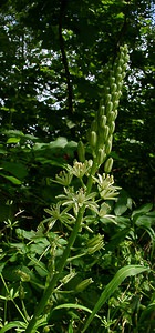 Loncomelos pyrenaicus (Asparagaceae)  - Ornithogale des Pyrénées, Aspergette - Spiked Star-of-Bethlehem Aisne [France] 13/06/2004 - 60m