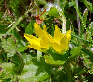 Lysimachia nummularia (Primulaceae)  - Herbe-aux-écus, Monnoyère - Creeping-jenny Aisne [France] 13/06/2004 - 60m